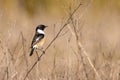 Male of Common stonechat Saxicola rubicola in Donana National Park Royalty Free Stock Photo