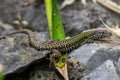 Male common wall lizard Podarcis muralis on a stone in natural habitat Royalty Free Stock Photo