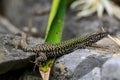 Male common wall lizard Podarcis muralis on a stone natural habitat Royalty Free Stock Photo