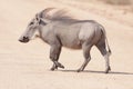 Male Common Warthog Royalty Free Stock Photo