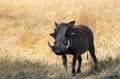 Male common warthog isolated in the wild Royalty Free Stock Photo