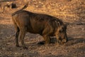 Male common warthog kneels grazing on grass Royalty Free Stock Photo