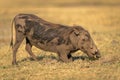 Male common warthog kneels to graze grass Royalty Free Stock Photo