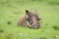 Male common warthog lies on grassy plain Royalty Free Stock Photo