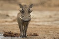 Male Common Warthog looking at camera Royalty Free Stock Photo