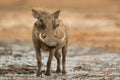 Male Common Warthog looking at camera