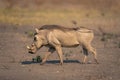 Male common warthog trots over sandy ground