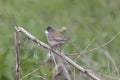 Male Common whitethroat sitting on a tree branch