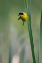 Male Common Yellowthroat Royalty Free Stock Photo