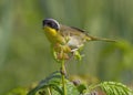 Male Common Yellowthroat Geothlypis trichas Royalty Free Stock Photo