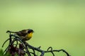 Male Common Yellowthroat Warbler perched on tree after the rain Royalty Free Stock Photo