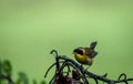 Male Common Yellowthroat Warbler perched on tree after the rain Royalty Free Stock Photo