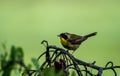 Male Common Yellowthroat Warbler perched on tree after the rain Royalty Free Stock Photo