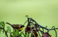 Male Common Yellowthroat Warbler perched on tree after the rain Royalty Free Stock Photo