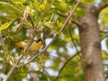 Male Common Yellowthroat Warbler in Tree Royalty Free Stock Photo