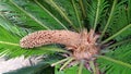 Male cone and foliage of cycas revoluta cycadaceae sago palm