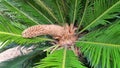 Male cone and foliage of cycas revoluta cycadaceae sago palm Royalty Free Stock Photo