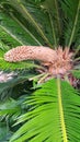 Male cone and foliage of cycas revoluta cycadaceae sago palm Royalty Free Stock Photo