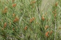 Male Cone of pine