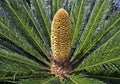 Male cone of sago palm, Cycas revoluta, Rio