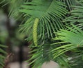 Male Cone On Wollemi Pine