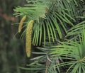 Male Cone On Wollemi Pine