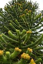 Male cones of the Araucaria araucana tree Royalty Free Stock Photo