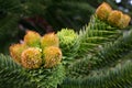 Male cones of the Araucaria araucana tree Royalty Free Stock Photo