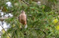 A male Cooper`s hawk ` Accipitridae cooperii ` .