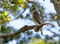 Male Cooper\'s Hawk perches on a Garry Oak branch in urban park and searches for prey,