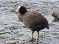 Male Coot standing in shallow, rippled water Royalty Free Stock Photo