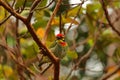 A male coppersmith barbet or crimson-breasted barbet perched on a tree