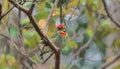 A male coppersmith barbet or crimson-breasted barbet