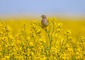 Male corn bunting Emberiza calandra Royalty Free Stock Photo