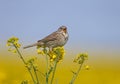 Male corn bunting Emberiza calandra Royalty Free Stock Photo