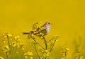 Male corn bunting Emberiza calandra Royalty Free Stock Photo