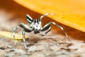 Male Cosmophasis umbratica jumping spider scratching its stormach