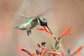 Male Costa Hummingbird natural eating