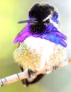 Male Costa Hummingbird