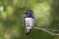 Male Costa's Hummingbird (Calypte costae) Royalty Free Stock Photo