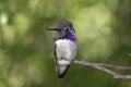 Male Costa's Hummingbird (Calypte costae)