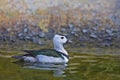 Male Cotton Pygmy Goose, Nettapus coromandelianus