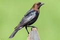 Male Cowbird On A Perch