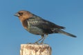 Male Cowbird On A Perch Royalty Free Stock Photo