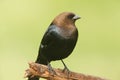 Male Cowbird On A Perch