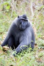 Male Crested black macacue, Macaca nigra, Tangkoko National Park, Sulawesi, Indonesia Royalty Free Stock Photo