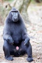 male Crested black macacue, Macaca nigra, Tangkoko National Park, Sulawesi, Indonesia