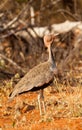 A male Crested Bustard
