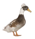 Male Crested Duck, 3 years old Royalty Free Stock Photo