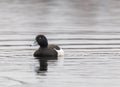 Male crested duck